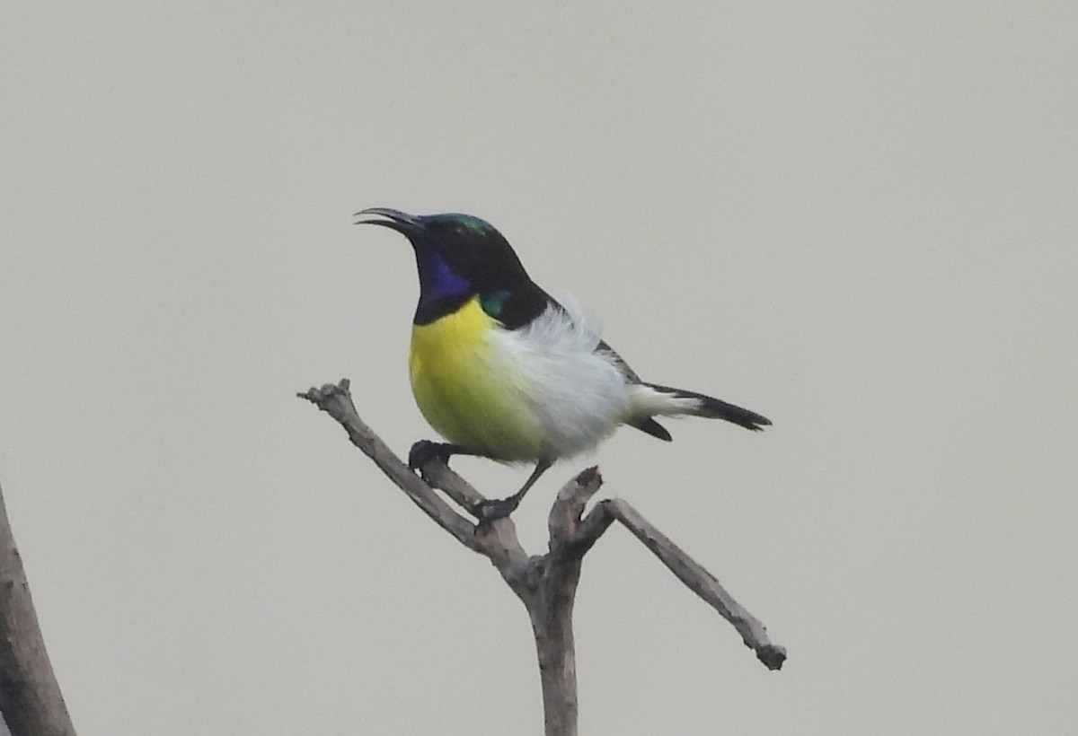 Purple-rumped Sunbird - ML644518778