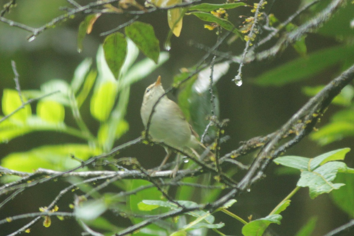 budníček zelený - ML644518787