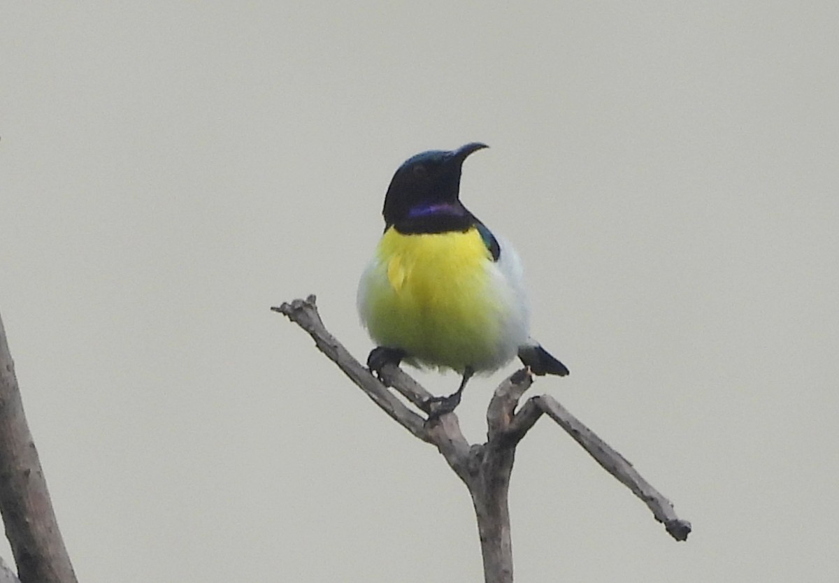 Purple-rumped Sunbird - ML644518788