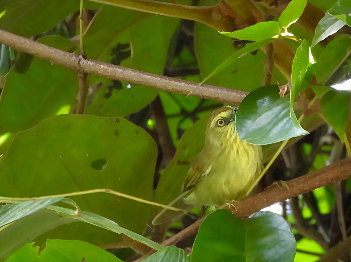 ムナフムシクイチメドリ - ML644518789