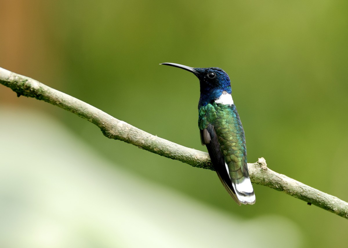 Weißnackenkolibri - ML644518790