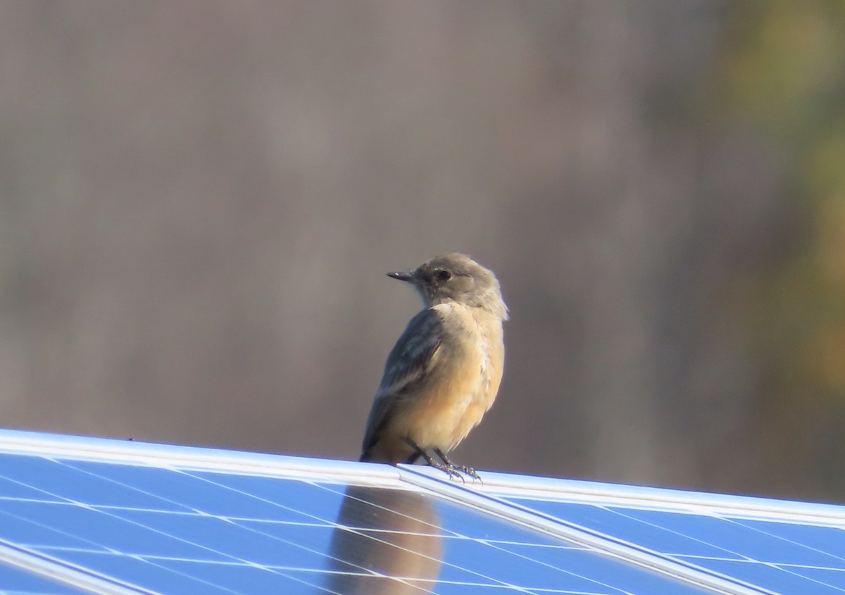 Say's Phoebe - ML644518794