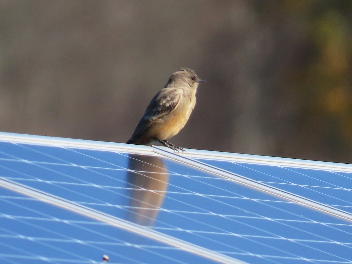 Say's Phoebe - ML644518795