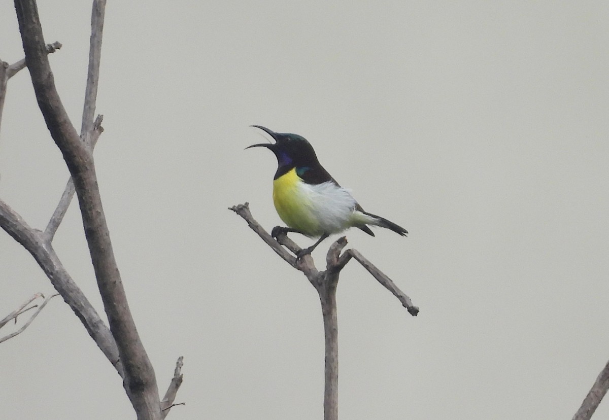 Purple-rumped Sunbird - ML644518796
