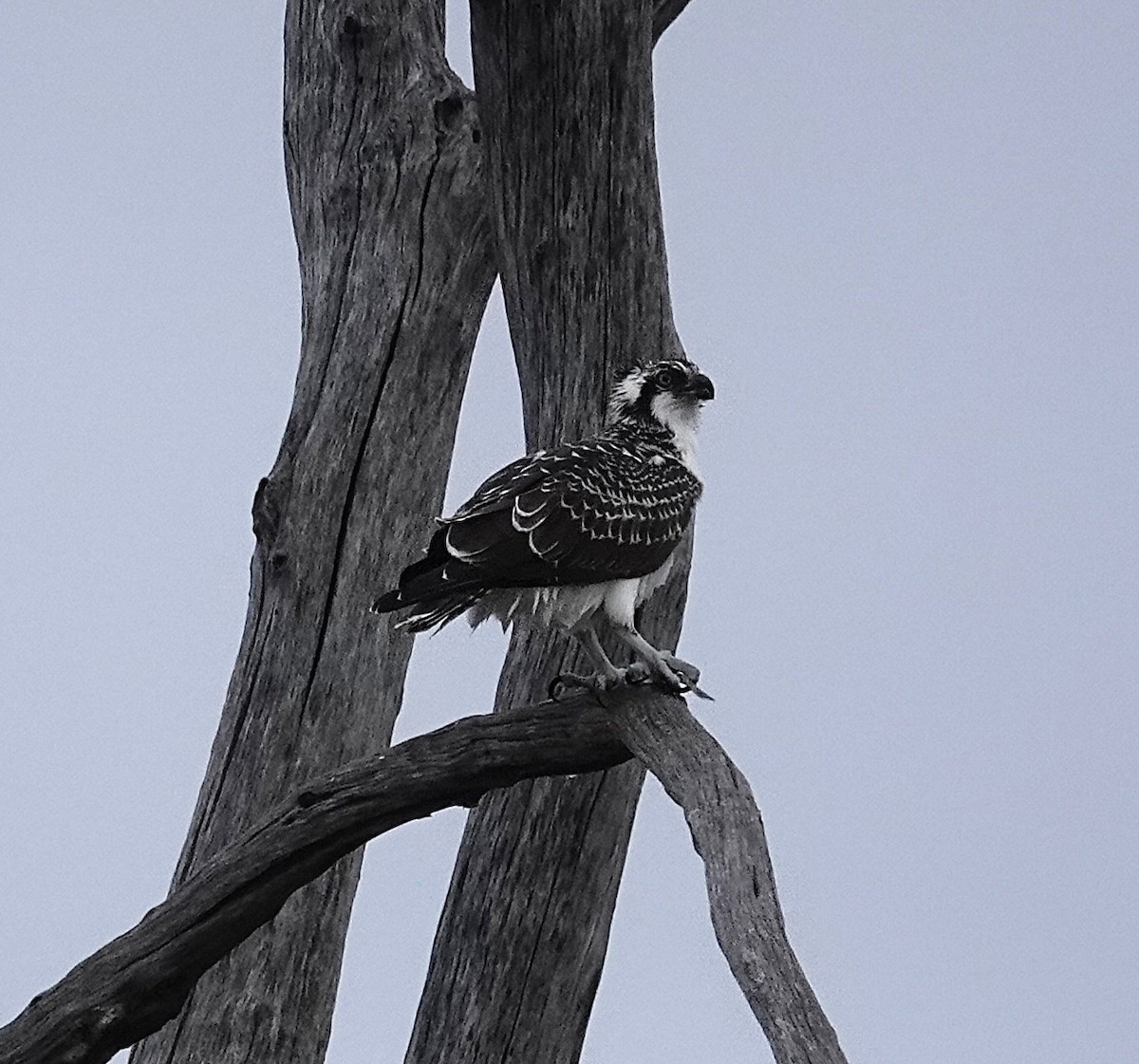 魚鷹 - ML644518797