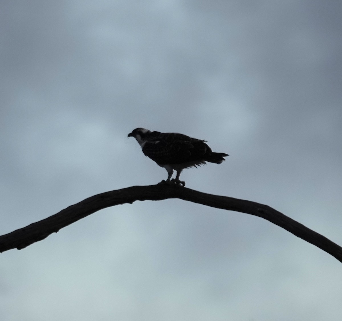 魚鷹 - ML644518798