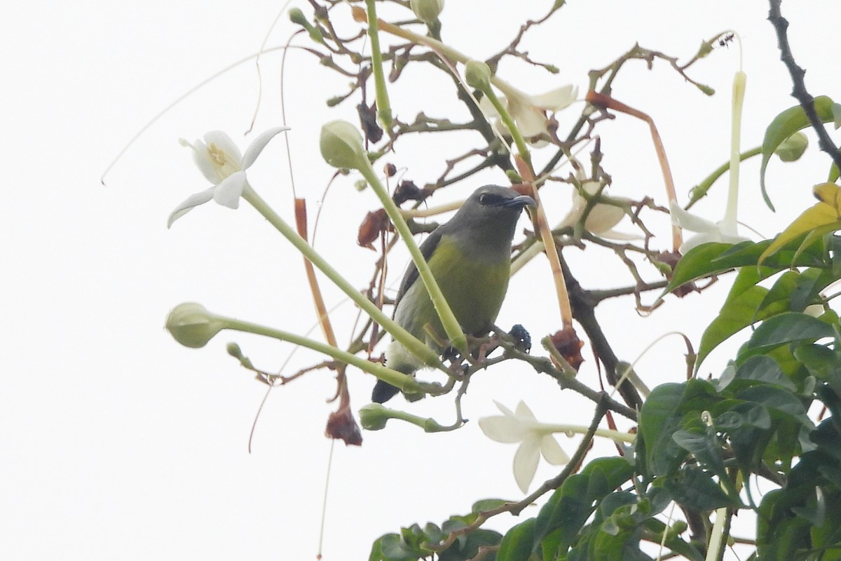Purple-rumped Sunbird - ML644518803