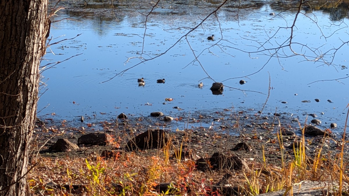 Ruddy Duck - ML644518806