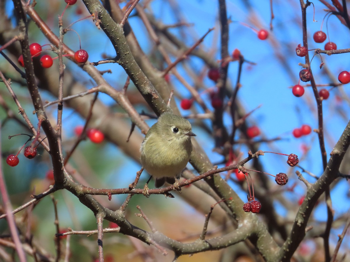 rubinfuglekonge - ML644518811