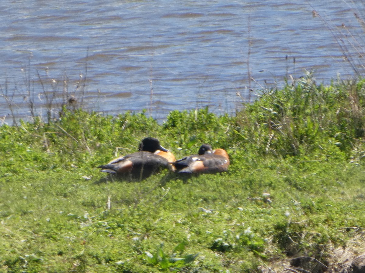 Галагаз австралійський - ML644518820