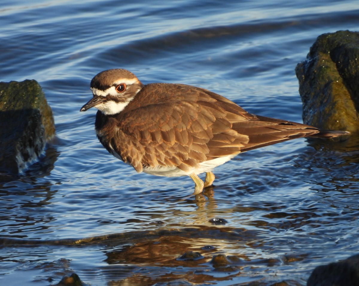 Killdeer - ML644518821