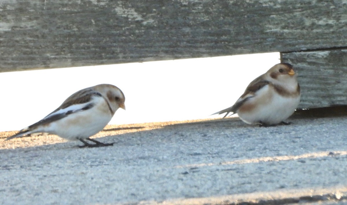 Цасч хөмрөг - ML644518826