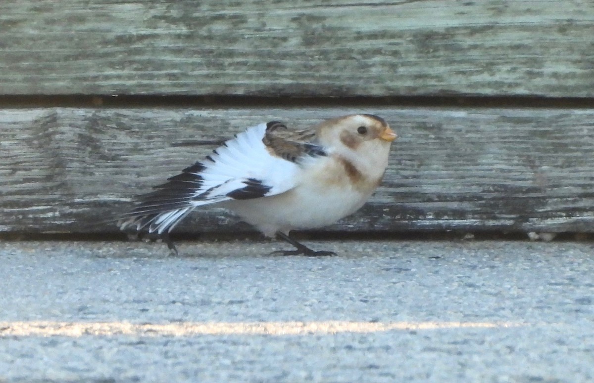 Цасч хөмрөг - ML644518827