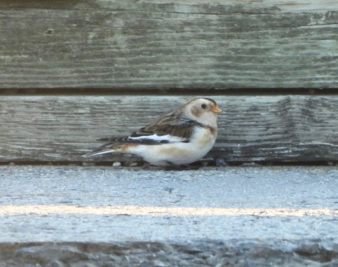 Цасч хөмрөг - ML644518828