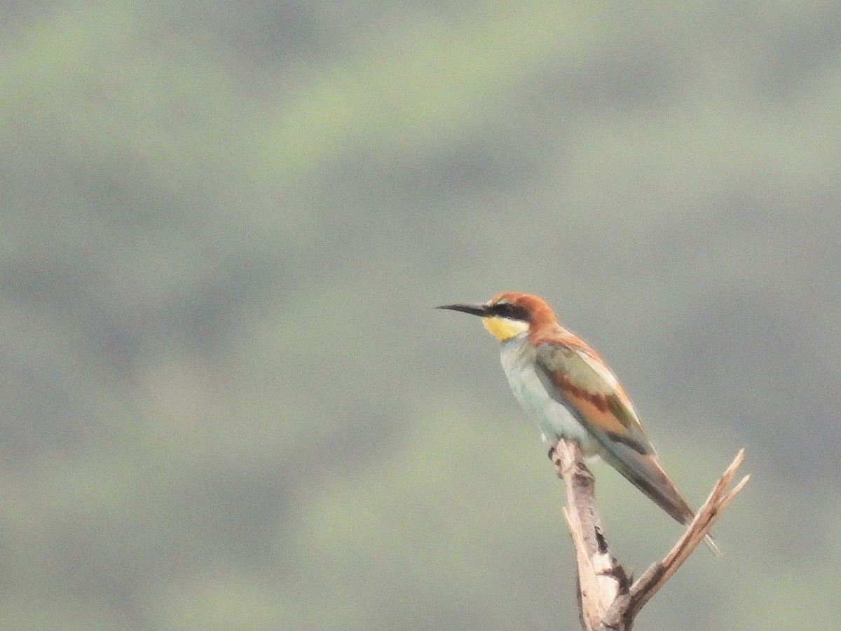 שרקרק מצוי - ML644518832