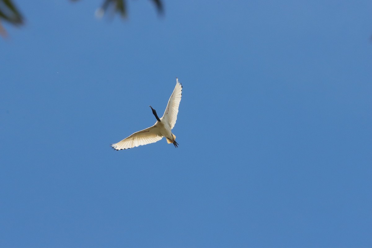 Australian Ibis - ML644518864