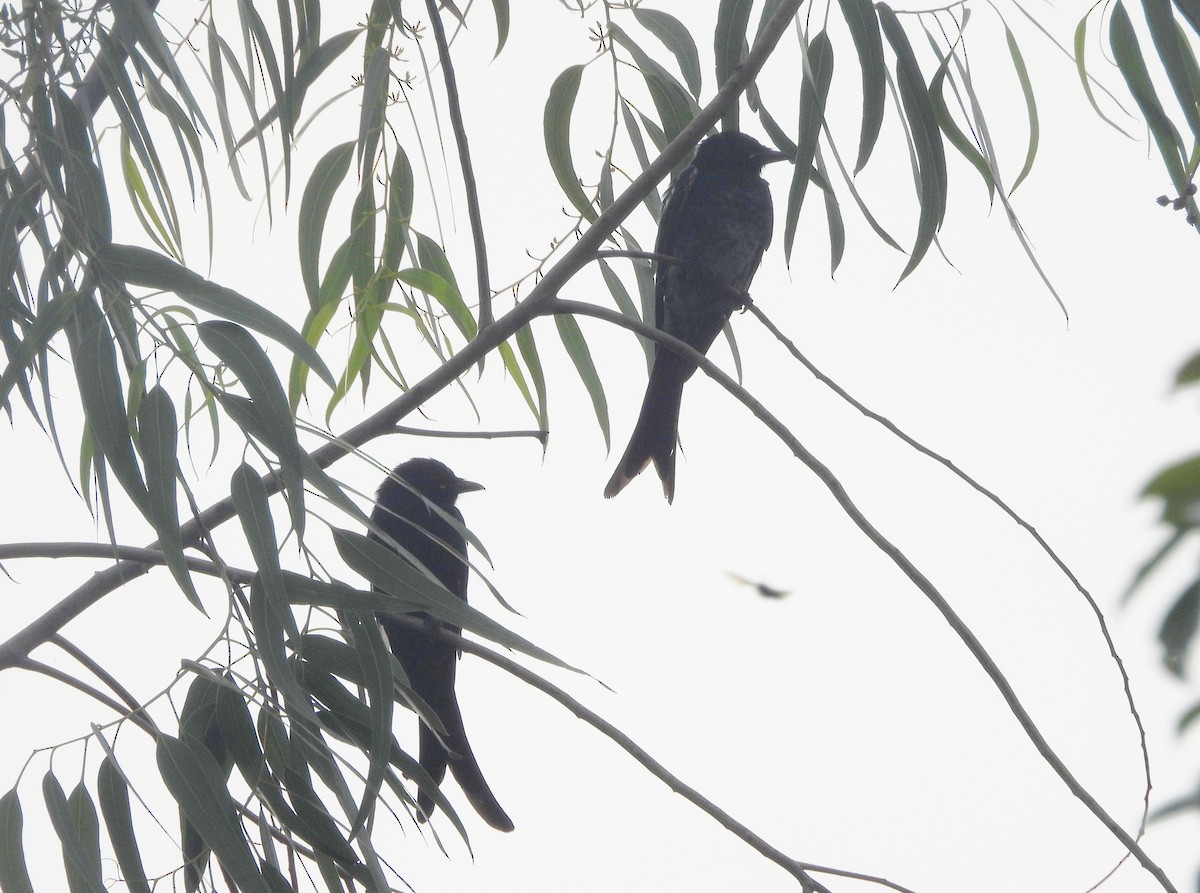 drongo černý - ML644518866