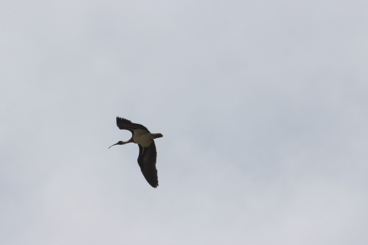 Straw-necked Ibis - ML644518868