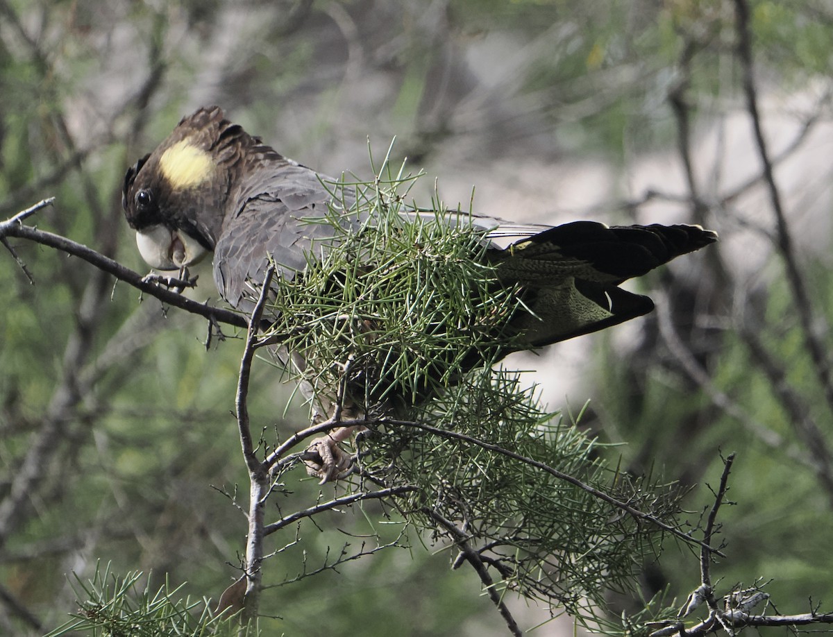 キイロオクロオウム - ML644518872