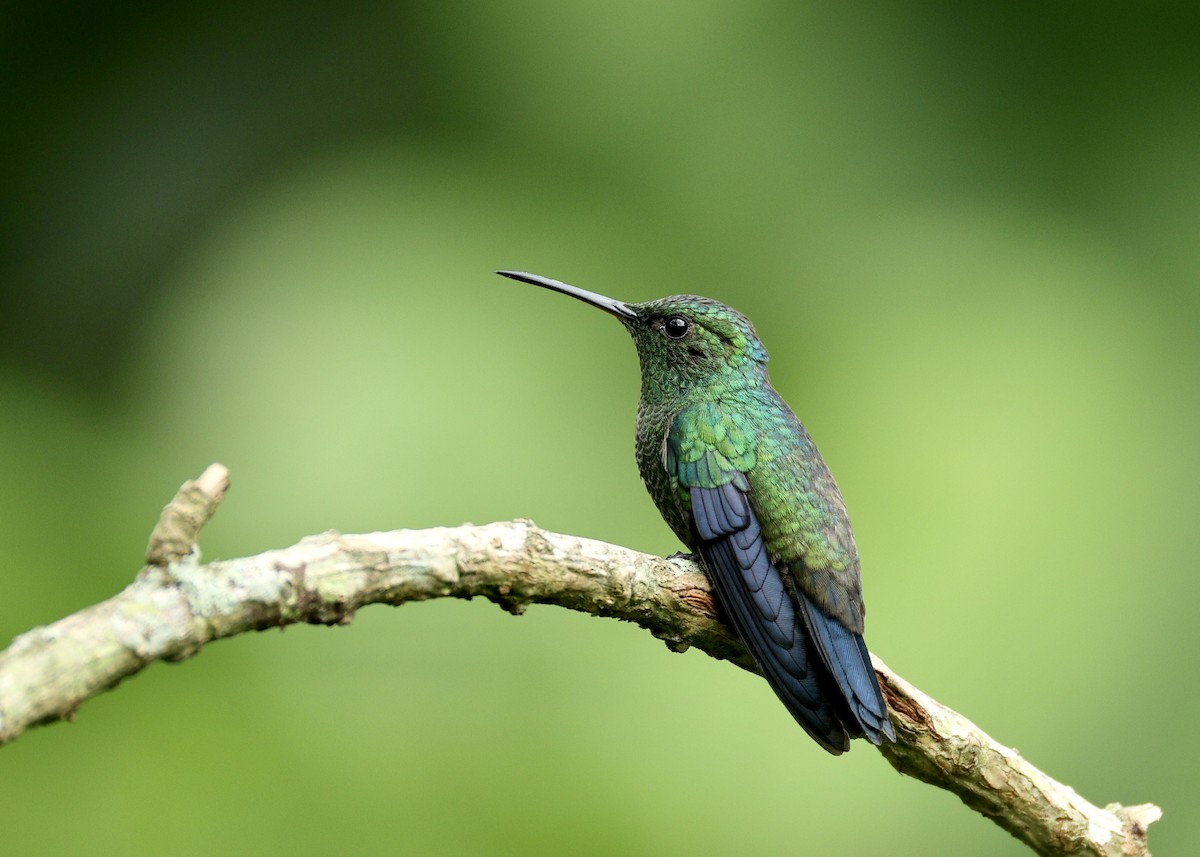 kolibrík ocelovořitý - ML644518878