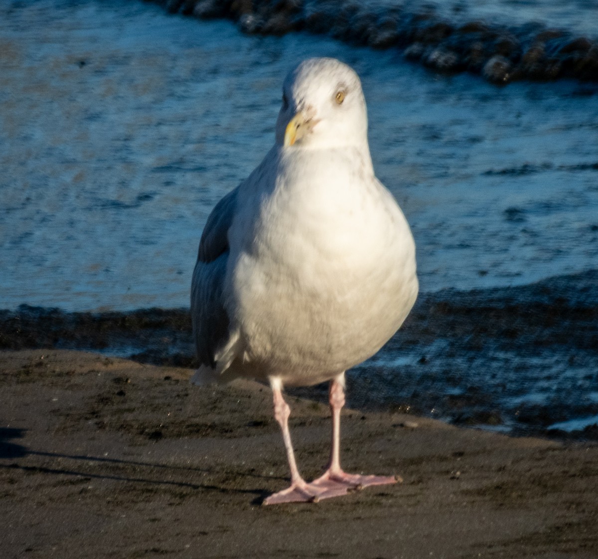 American Herring Gull - ML644518879