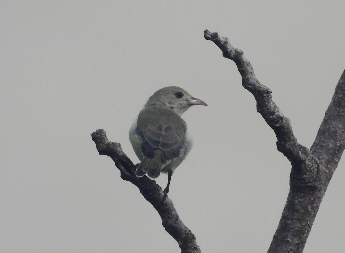 Dicée à bec rouge - ML644518881