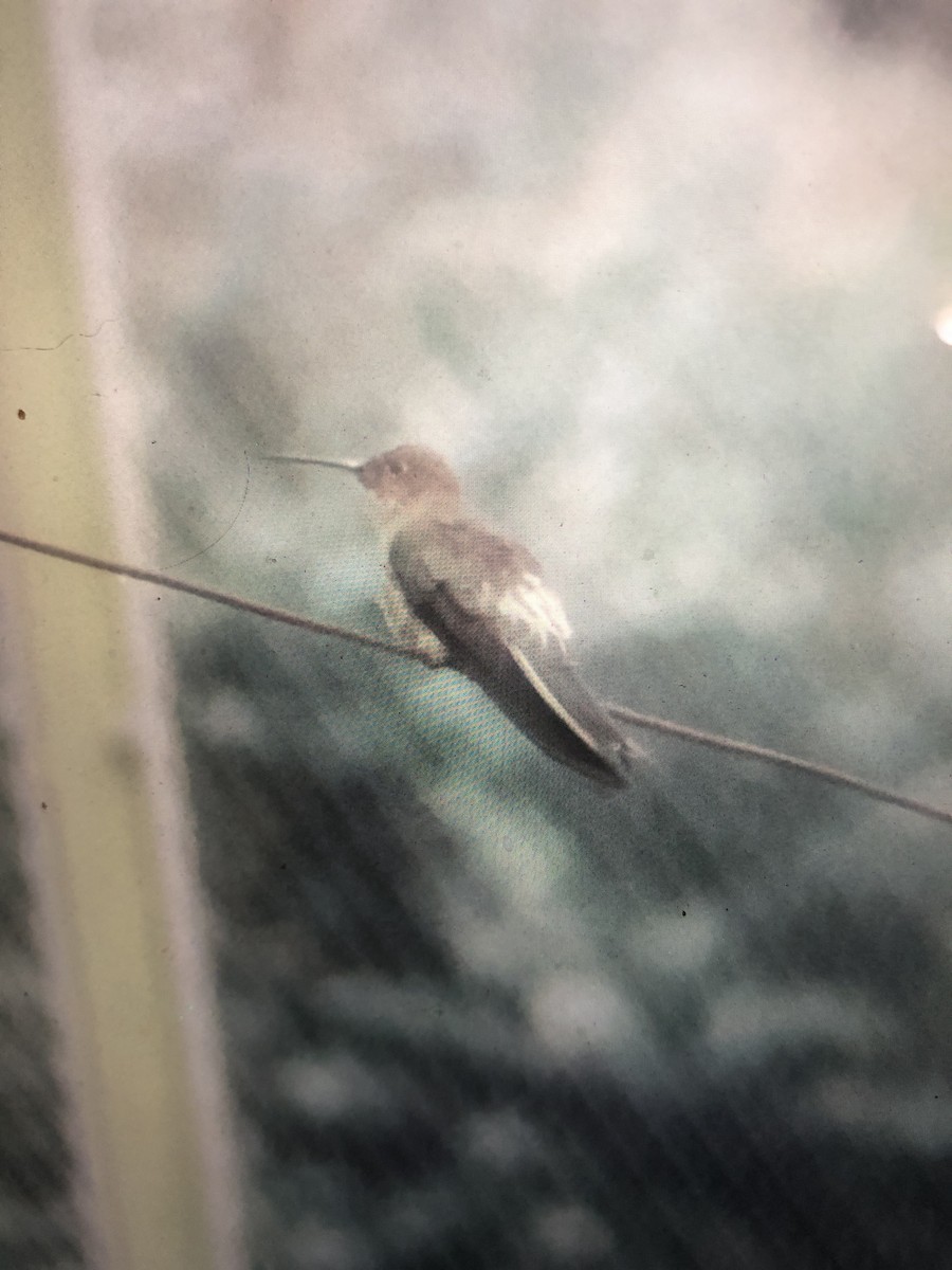 kjempekolibri - ML644518882