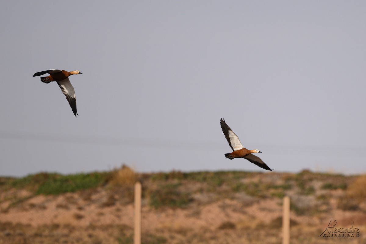 Ruddy Shelduck - ML644518883