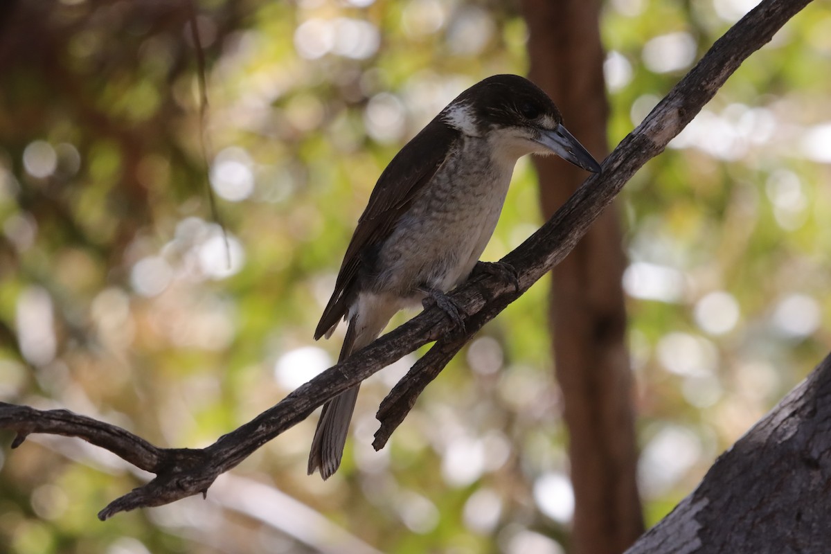 ハイイロモズガラス - ML644518884