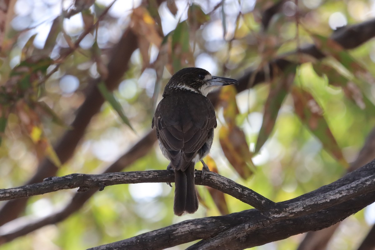 ハイイロモズガラス - ML644518885