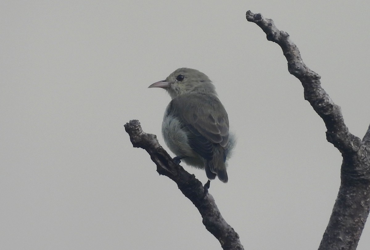 Dicée à bec rouge - ML644518887