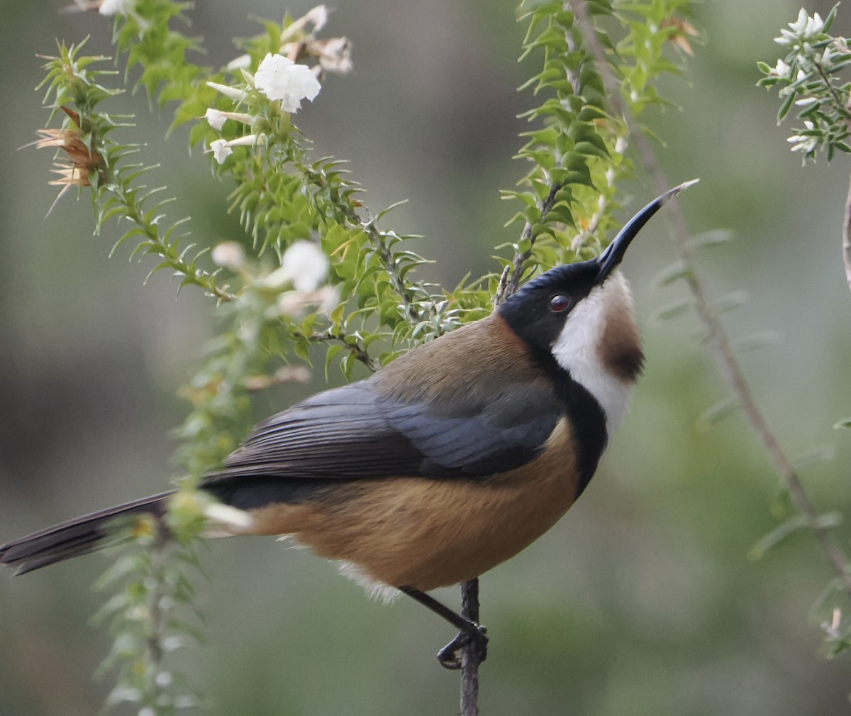 Eastern Spinebill - ML644518888