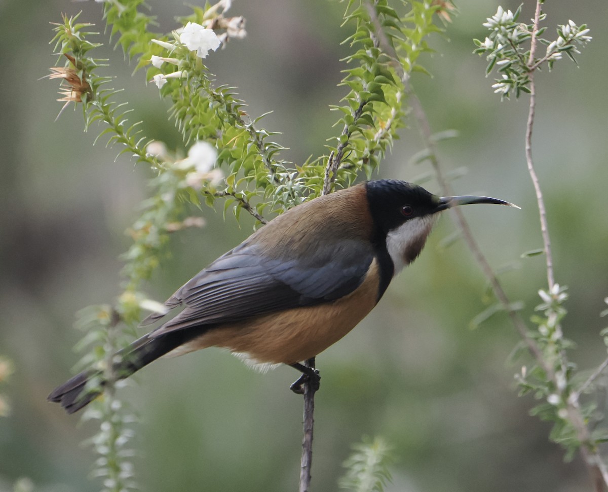 Eastern Spinebill - ML644518889