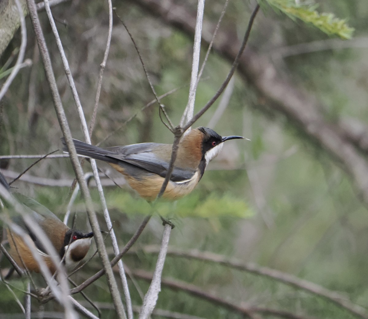 Eastern Spinebill - ML644518890