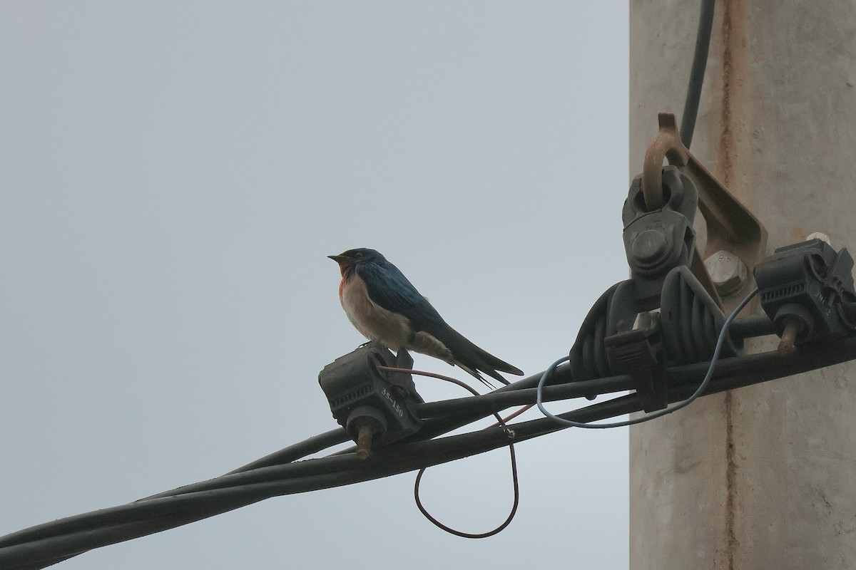 Angola Swallow - ML644518893