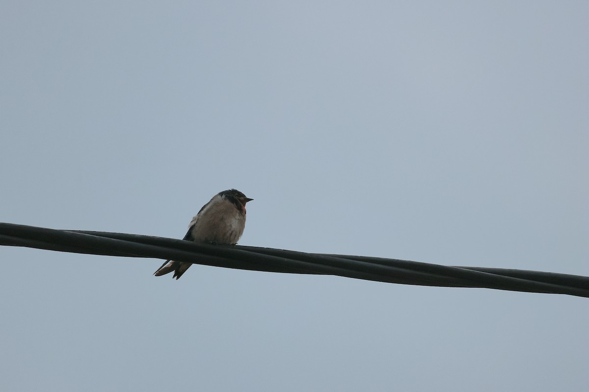 Angola Swallow - ML644518894