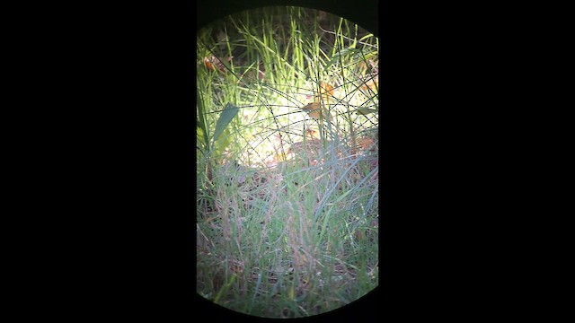 linduška olivová - ML644518895