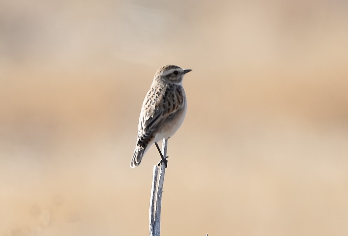 Tarier des prés - ML644518897