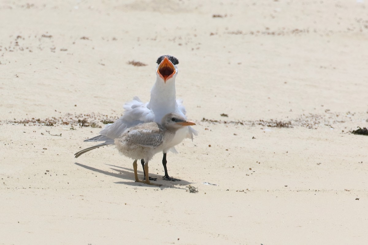 שחפית כספית - ML644518899