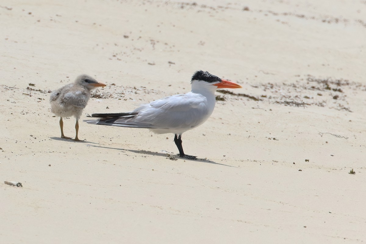 שחפית כספית - ML644518901