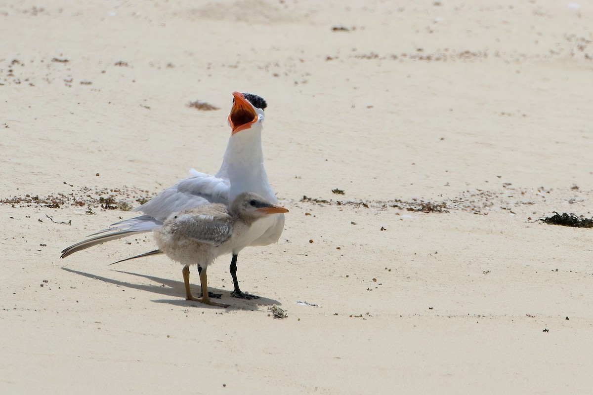 שחפית כספית - ML644518902