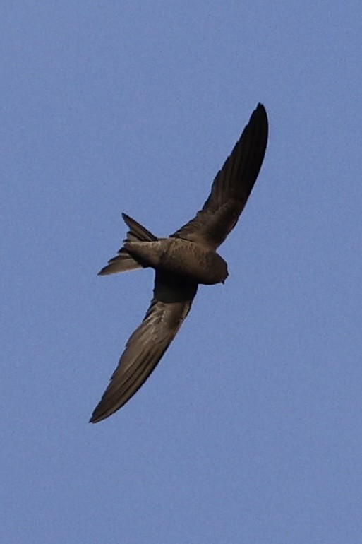 Forbes-Watson's Swift - ML644518907