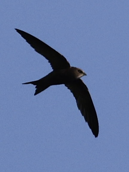 Forbes-Watson's Swift - ML644518908