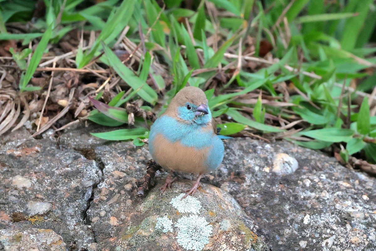 Red-cheeked Cordonbleu - ML644518915