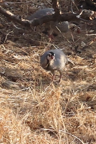 Arabian Partridge - ML644518918