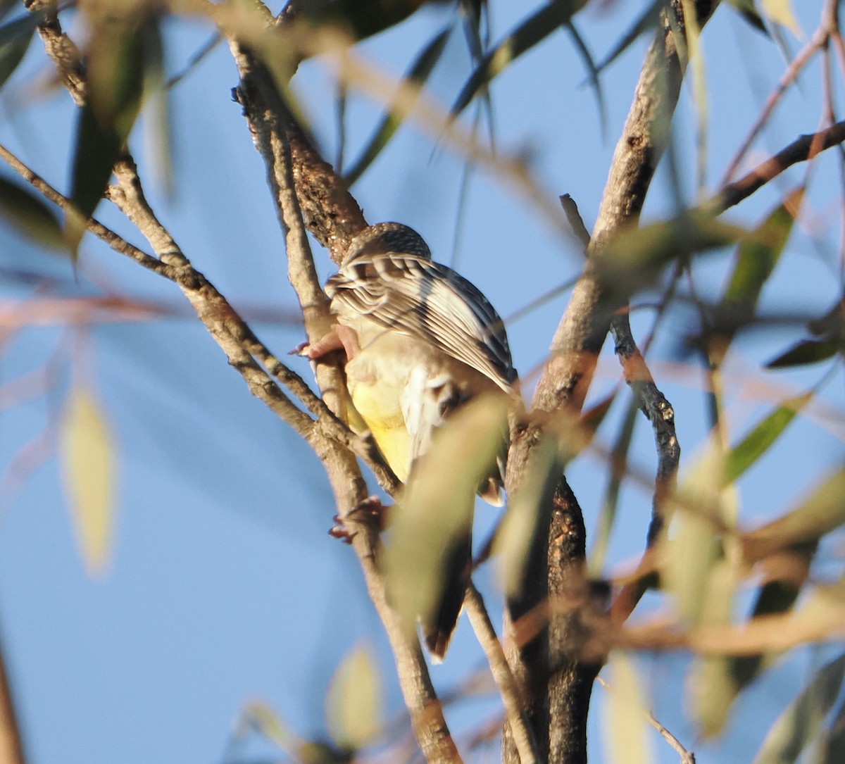 Red Wattlebird - ML644518922