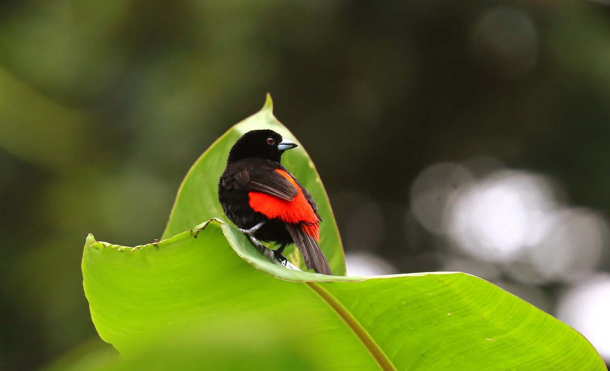 Passerinitangare - ML644518940