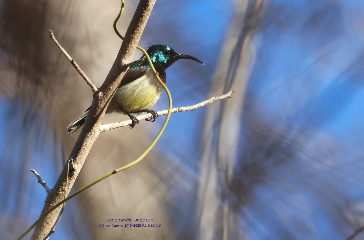 sovimangasolfugl - ML644518942