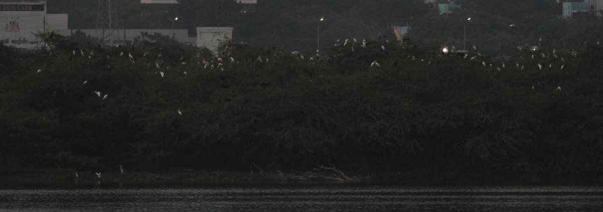 Asian Openbill - ML644518947