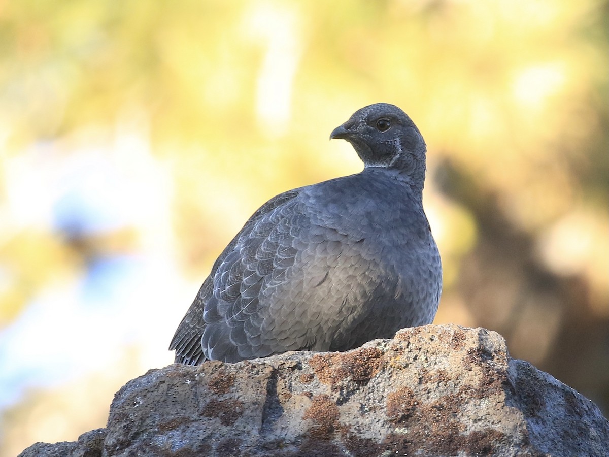 Sooty Grouse - ML644518957